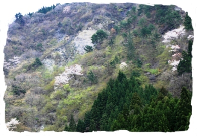 山桜