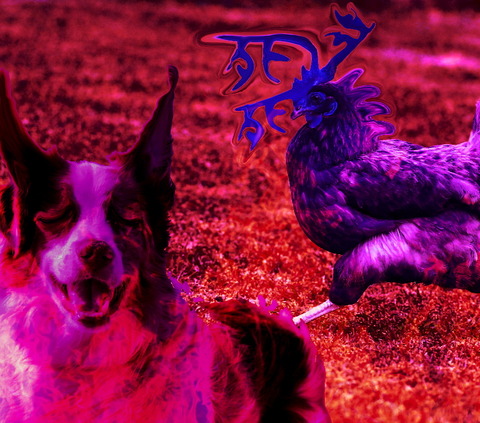魔犬と魔鶏