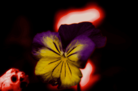 魔平野に生えた一輪のパンジー