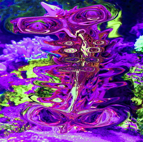 ナマコ
