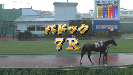 ハロン7977
