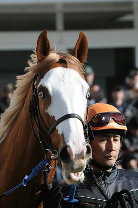 イケメンな馬と言えばトウカイテイオーだけど ハロン棒ch 競馬まとめ イケメンな馬と言えばトウカイテイオーだけど ハロン棒ch 競馬まとめ
