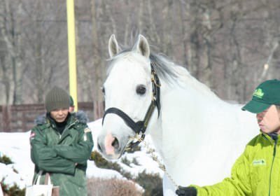 かわいい馬の画像ください ハロン棒ch 競馬まとめ かわいい馬の画像ください ハロン棒ch 競馬まとめ