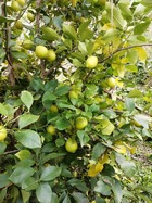 IMG_20201119_153303