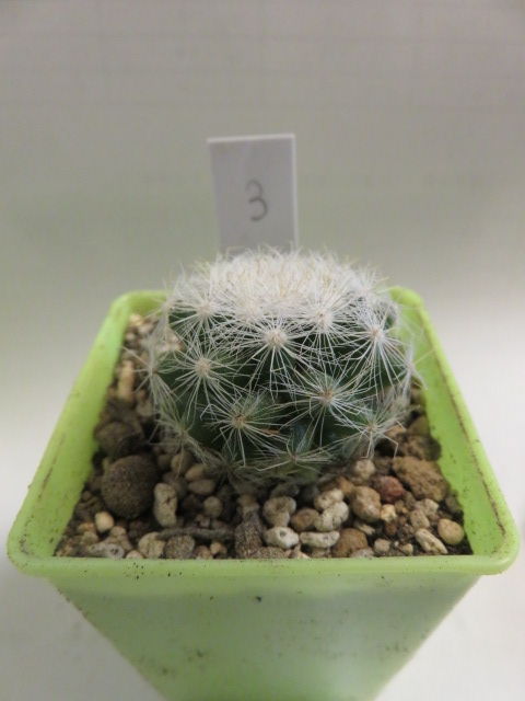 ダイソーで売ってるサボテン No 3 ナス科の地上絵