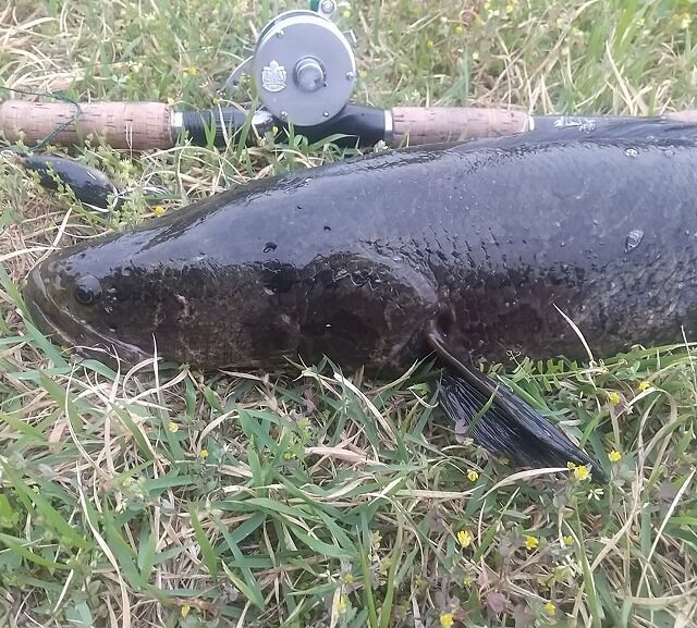 釣果報告 グッドコンディション 雷魚釣果報告紹介 でんでん丸 でんでんまる店長 のブログ