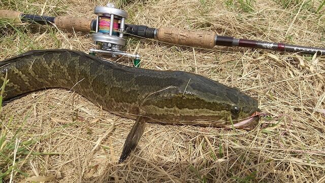 釣果報告 関西アングラーからいただいた雷魚釣果報告紹介 でんでん丸 でんでんまる店長 のブログ 釣果報告 関西アングラーからいただいた雷魚釣果報告紹介 でんでん丸 でんでんまる店長 のブログ