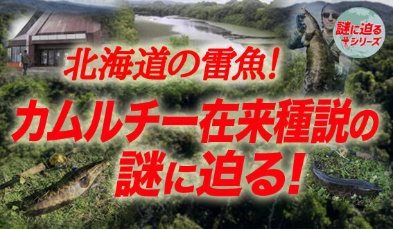 動画 北海道の雷魚 カムルチー在来種説の謎に迫る 謎に迫るシリーズ第十六回 の動画をアップしました でんでん丸 でんでんまる店長 のブログ