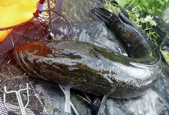 釣果報告 地元での嬉しい雷魚釣果報告紹介 でんでん丸 でんでんまる店長 のブログ