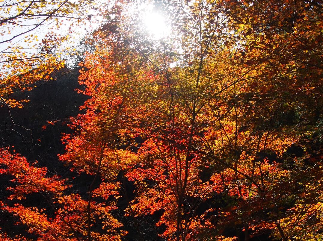 紅葉を観に往く19 高山寺周辺 人生の長い午後 紅葉を観に往く19 高山寺周辺 人生の長い午後