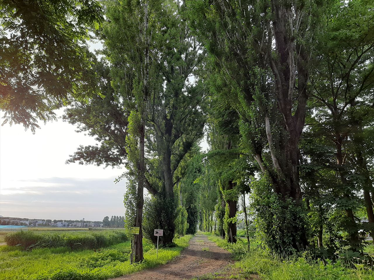 年7月の旅 北大ポプラ並木 人生の長い午後 年7月の旅 北大ポプラ並木 人生の長い午後
