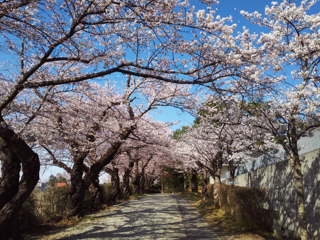 19年4月の旅 斎藤茂吉記念館とみゆき公園 人生の長い午後