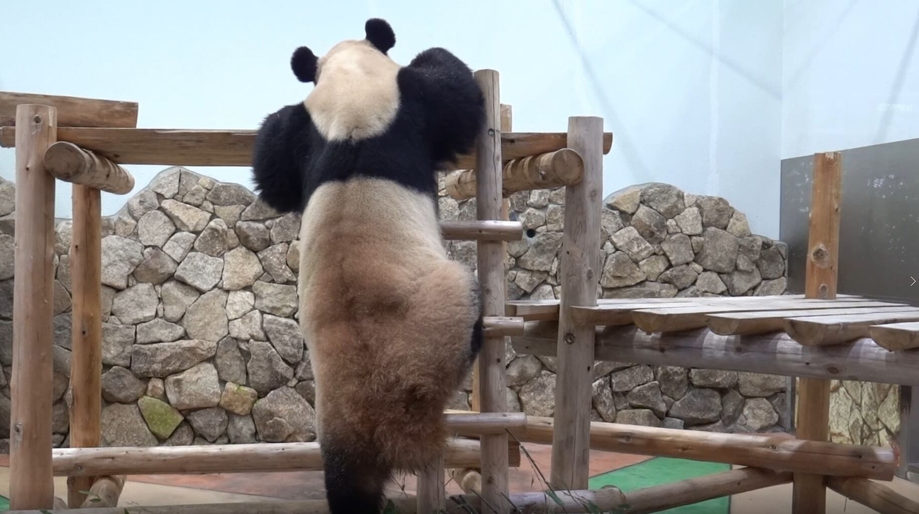 １９歳の母パンダ 良浜 世界の珍獣 ジャイアントパンダ