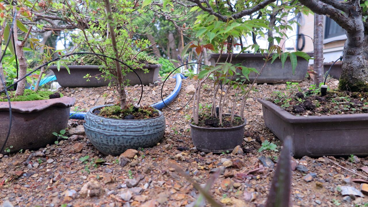 庭の春 水やり アマリリス ハナテマリ 自動水やり Denjiroのブログ