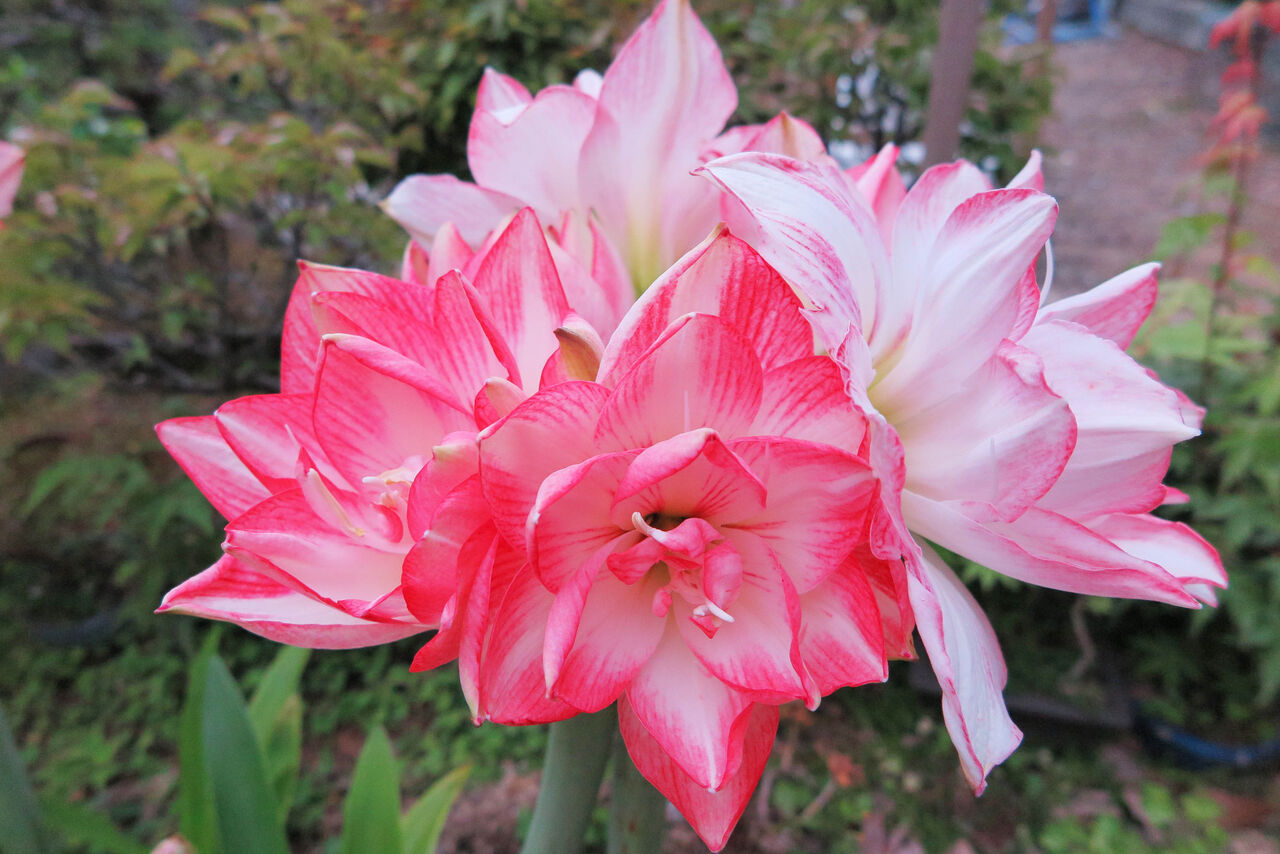 今年は最高の花 アマリリス Denjiroのブログ 今年は最高の花 アマリリス Denjiroのブログ