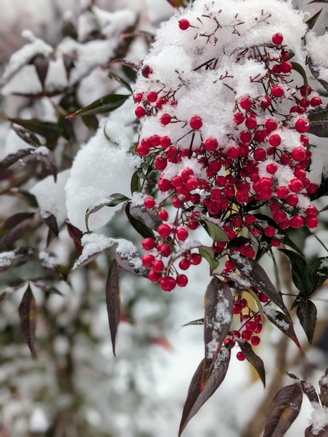 PXL_20260208_034401532.PORTRAIT