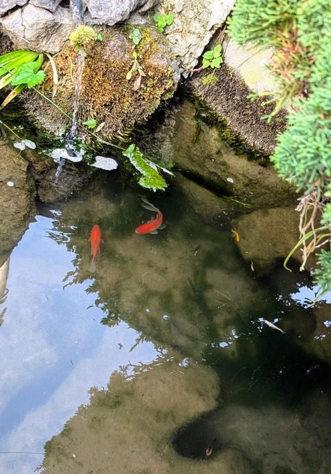 PXL_20250722_214241978.MP