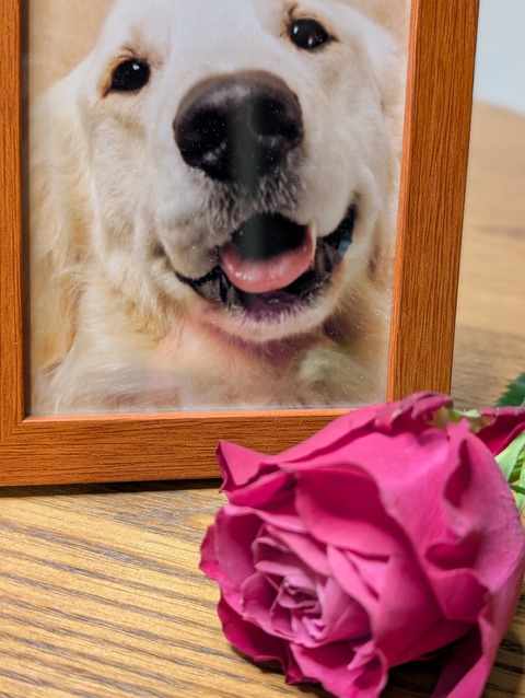 PXL_20251219_092148604.PORTRAIT