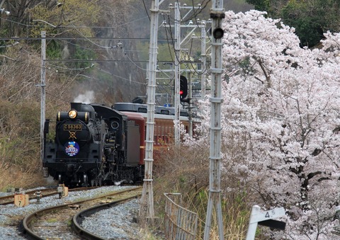 樋口駅の桜と　１　リ