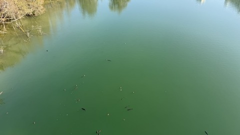 IMG_1158