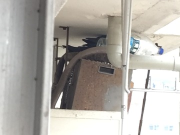 20150404_PigeonNest