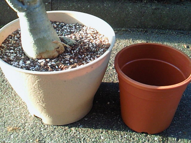 アデニウムの植え替え 電脳親父の道楽日記