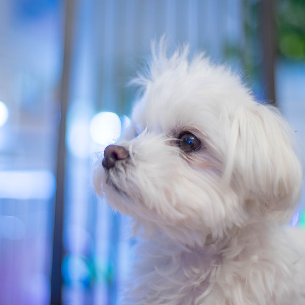 顔が腫れる ちゃちゃ丸だぜ