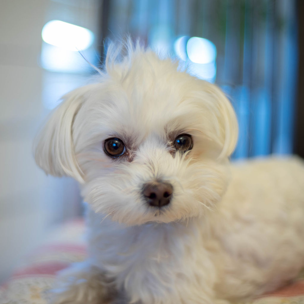 顔が腫れる ちゃちゃ丸だぜ