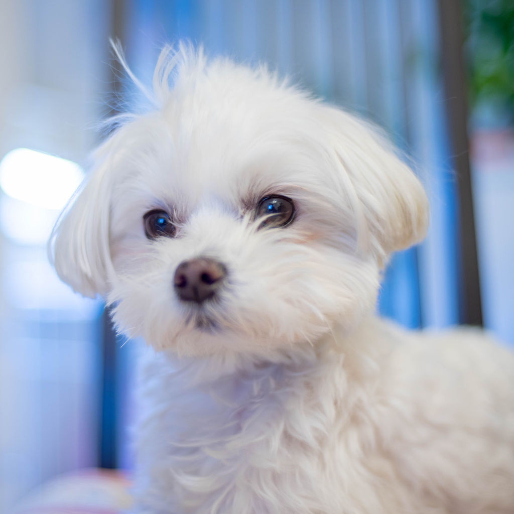 顔が腫れる ちゃちゃ丸だぜ