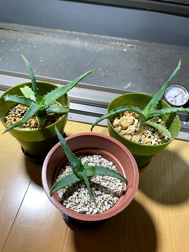 家庭菜園 アボカドくんとアロエくんと僕