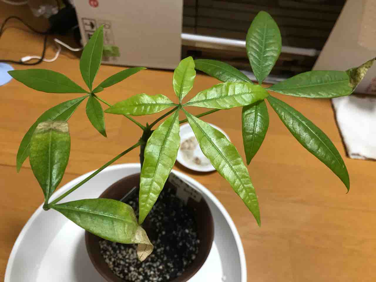 パキラちゃん ドラセナくんシリーズ アボカドくんとアロエくんと僕