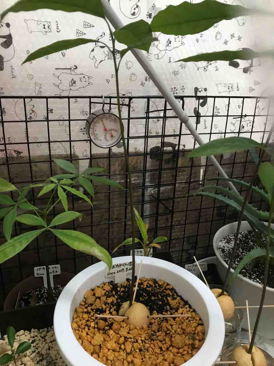 アボカドくんの現在 アボカドくんとアロエくんと僕