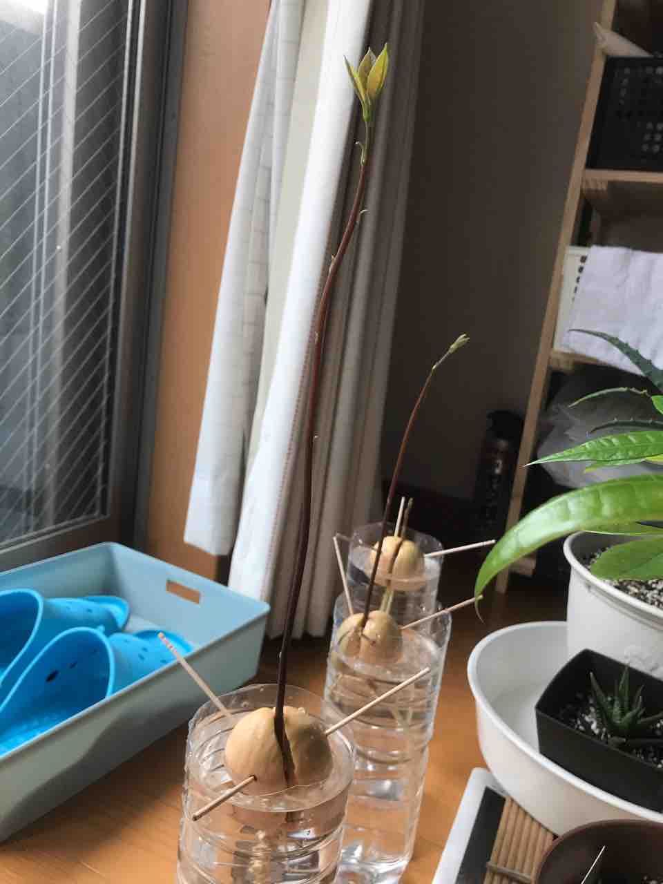 アボカドくんの現在 アボカドくんとアロエくんと僕