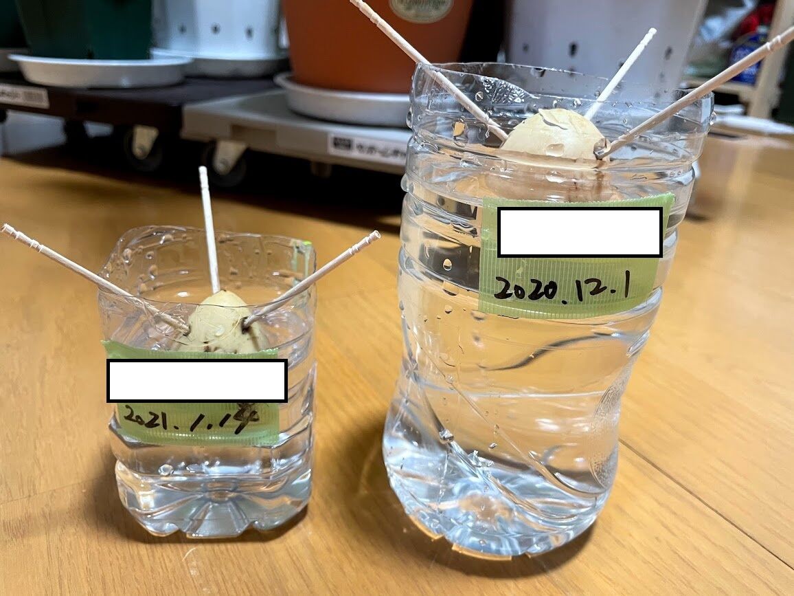 アボカド水耕栽培の発根 発芽の考察 2021年ver アボカドくんとアロエくんと僕 アボカド水耕栽培の発根 発芽の考察 2021年ver アボカドくんとアロエくんと僕