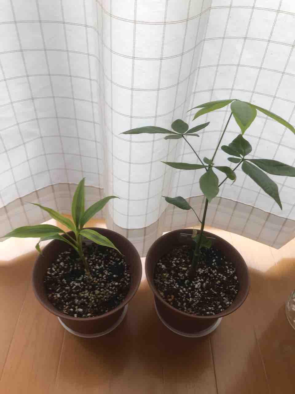 19年10月 アボカドくんとアロエくんと僕