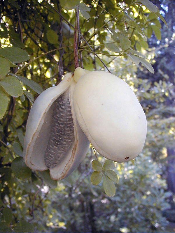 800px-Akebia_quinata_ABL