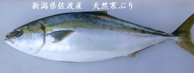 「寒鰤しゃぶ」は美味しい・・・。 : Dr.MINO人生放談