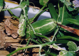 419bca6a.jpg