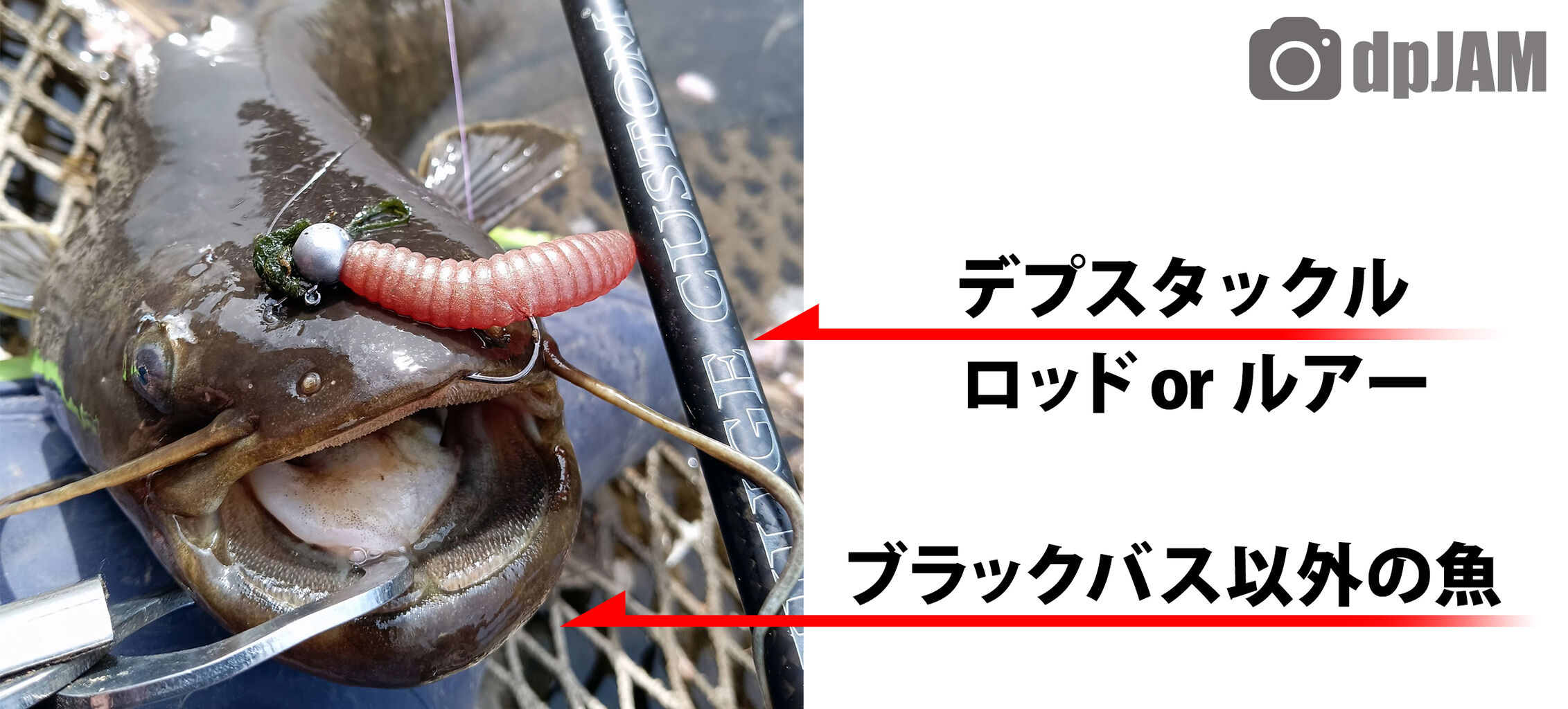 ブラックバス以外の釣果写真求む Depsスタッフによるオフィシャルブログ