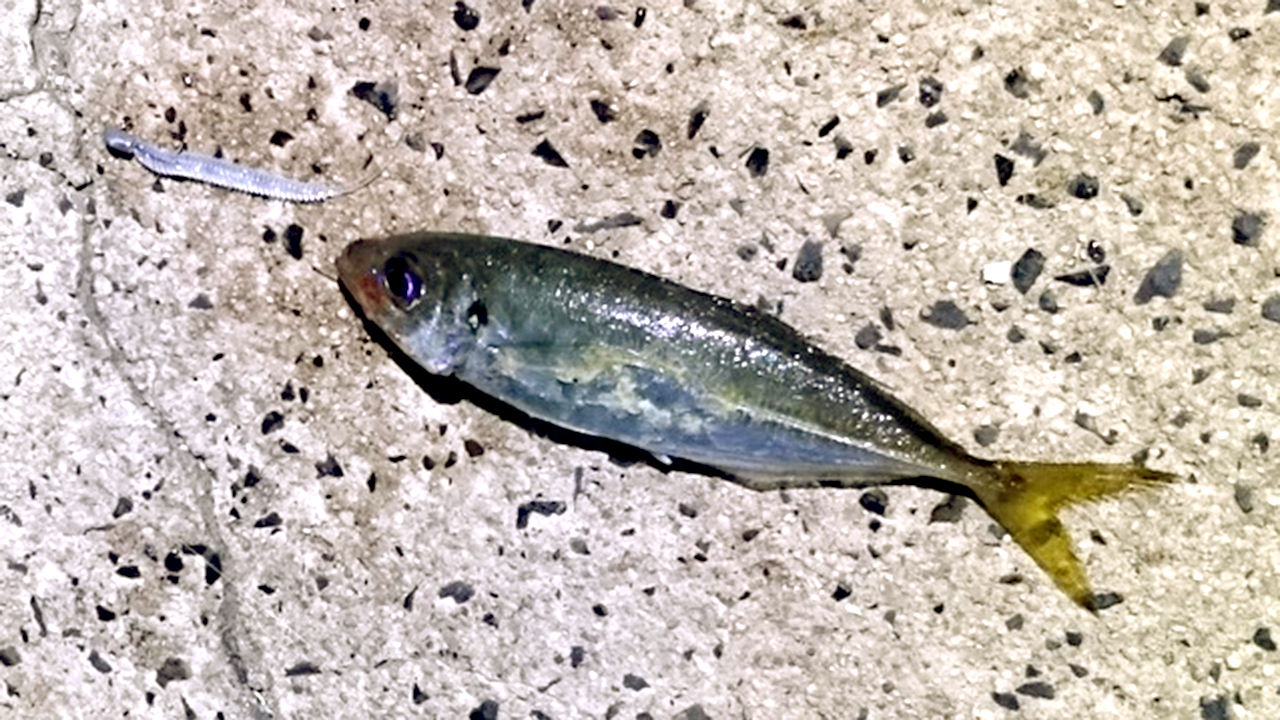 子供とgw遠征 Depsスタッフによるオフィシャルブログ