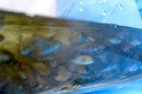 20190729fish-kimken29