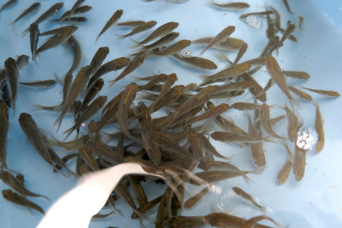 20190729fish-kimken28