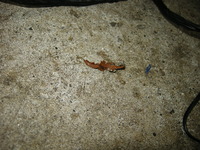 DSCN0420