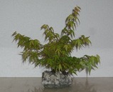 2011ǯ¤Î¤â¤ß¤¸
