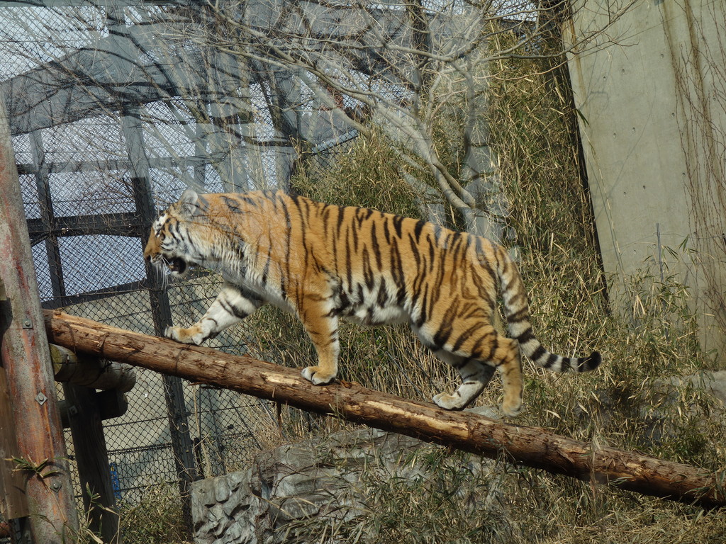秋田市大森山動物園で アムールトラのカサンドラとライオンのトモが 砂漠の近況 乾いた心を潤す映画を探せ 秋田市大森山動物園で アムールトラのカサンドラとライオンのトモが 砂漠の近況 乾いた心を潤す映画を探せ