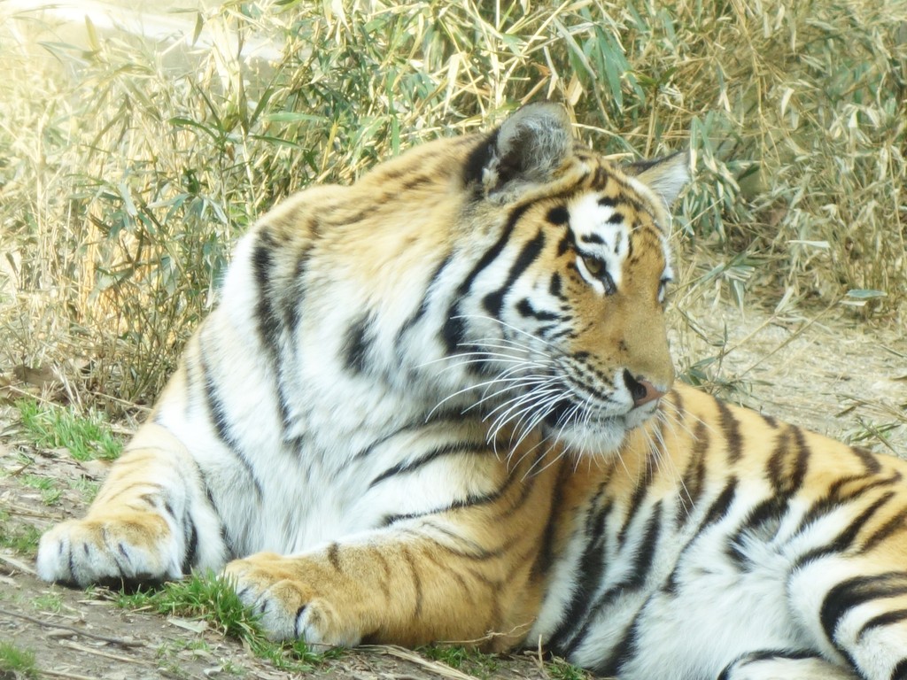 秋田市大森山動物園で アムールトラのカサンドラとライオンのトモが 砂漠の近況 乾いた心を潤す映画を探せ 秋田市大森山動物園で アムールトラのカサンドラとライオンのトモが 砂漠の近況 乾いた心を潤す映画を探せ