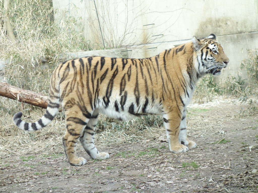 秋田市大森山動物園で アムールトラのカサンドラとライオンのトモが 砂漠の近況 乾いた心を潤す映画を探せ 秋田市大森山動物園で アムールトラのカサンドラとライオンのトモが 砂漠の近況 乾いた心を潤す映画を探せ