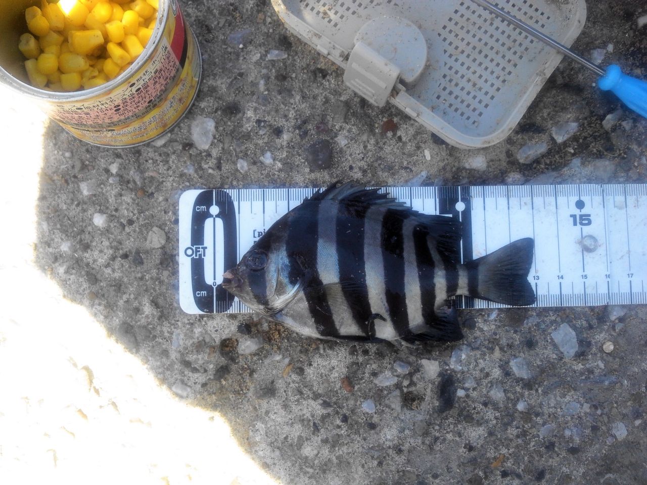 秋になりましたが 葉山でだんごでのんびりチヌ デシタナカの釣行記録