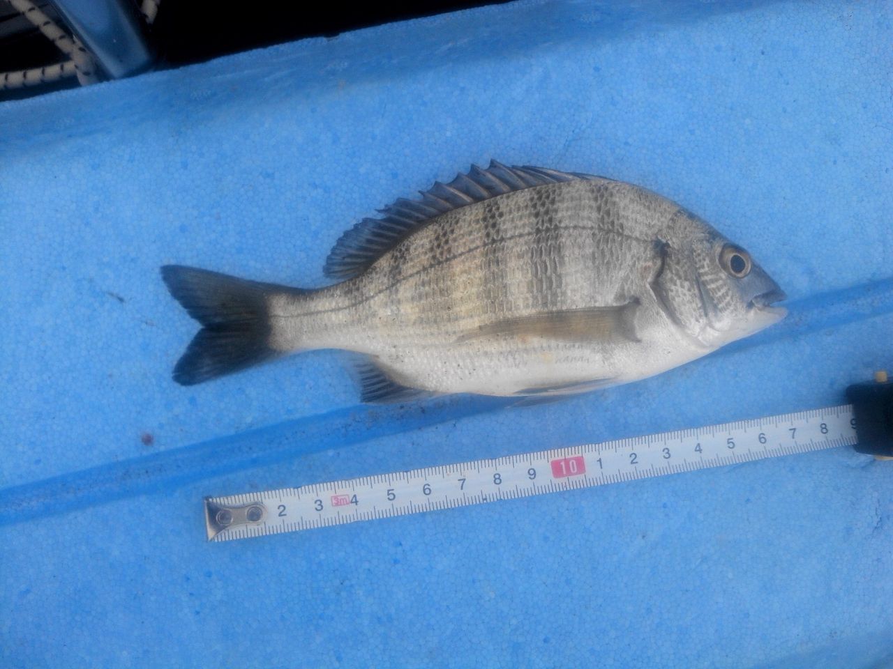 爆釣です カイズ チンチン1ダース 気分よし デシタナカの釣行記録 爆釣です カイズ チンチン1ダース 気分よし デシタナカの釣行記録