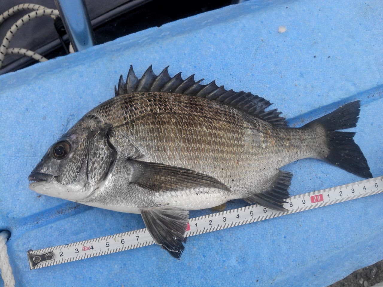 爆釣です カイズ チンチン1ダース 気分よし デシタナカの釣行記録 爆釣です カイズ チンチン1ダース 気分よし デシタナカの釣行記録